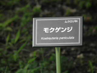 「モクゲンジ」