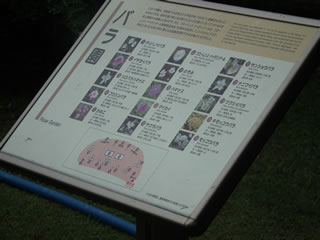 バラの島・散水中