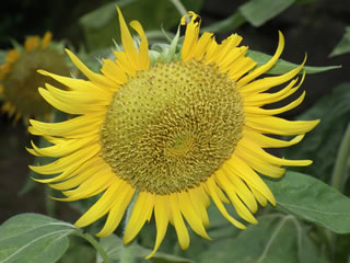 本丸休憩所そばのハルカのヒマワリ