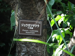 「コバギボウシ＝小葉擬宝珠」