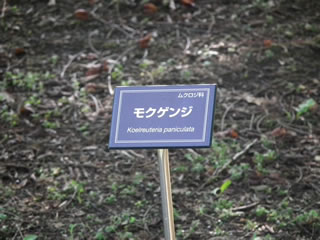 「モクゲンジ」