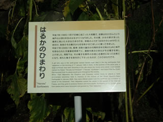 本丸休憩所そばのハルカのヒマワリ