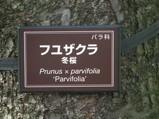 「フユザクラ」