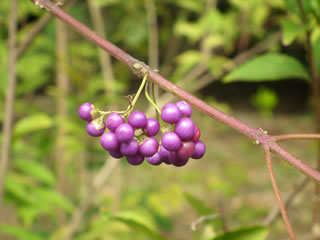 「コムラサキの実」