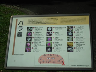 バラの園・実がいっぱい