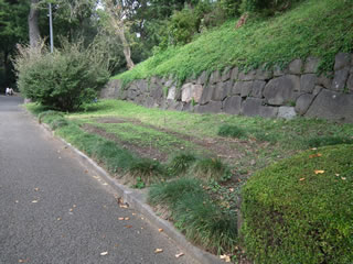 本丸休憩所そばのハルカのヒマワリ