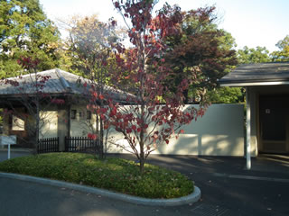 「アメリカ 山帽子」