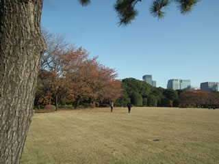 「松の芝生・紅葉」