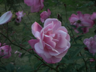 バラの島・コウシンバラ
