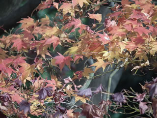 「紅葉」