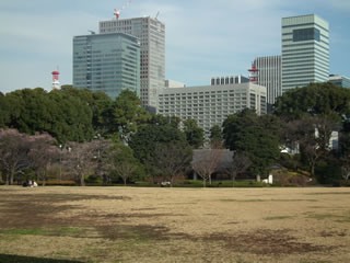 早咲きのサクラ