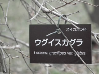 �u�E�O�C�X�J�O���v