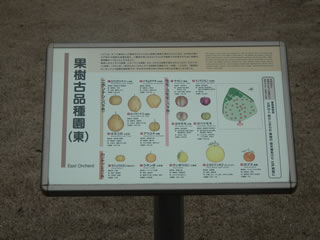 �ʎ��Õi�퉀