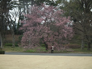「ツバキカンザクラ」