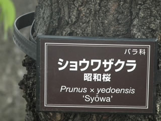 「昭和ザクラ」