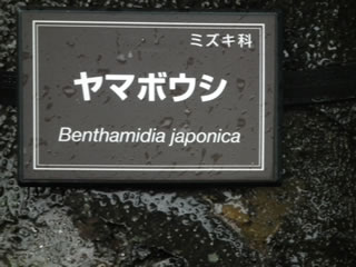 「昭和ザクラ」