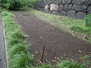 ハルカのひまわり準備