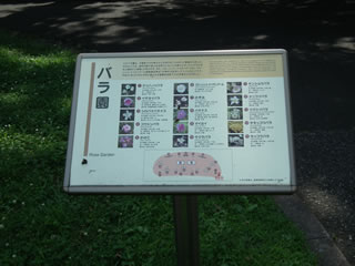 バラの島手入れ