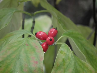 「ハナミズキ」