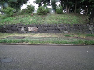 ハルカのひまわり