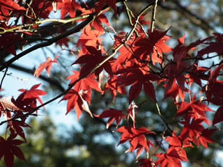 「紅葉もみじモミジ」