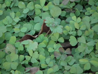 ハルカのひまわり