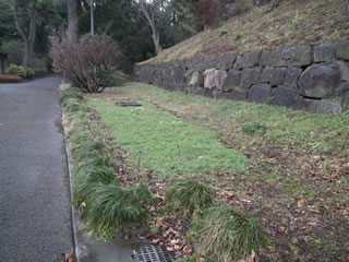 ハルカのひまわり