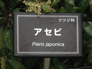 アせビ＝馬酔木