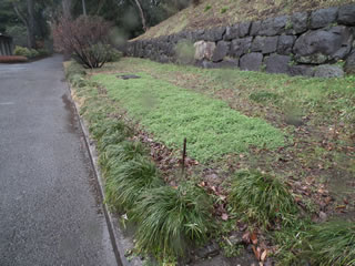 ハルカのひまわり