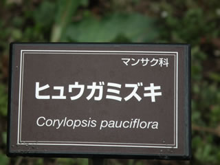 「ヒュウガミズキ」