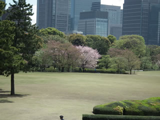 「天守台から見たサクラ」
