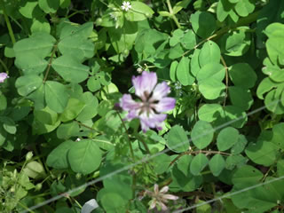 ハルカのひまわり