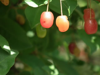 「唐茱萸 （とうぐみ）」