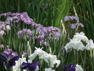 「芝生とその手入れ」