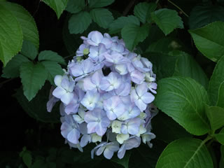「あじさい＝紫陽花」