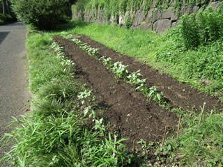 ハルカのひまわり