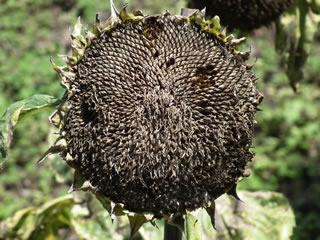 ハルカのひまわり