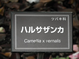 「つばき・サザンカ」