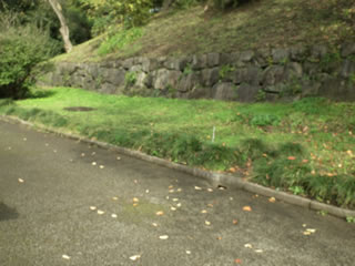 ヒマワリのスペース