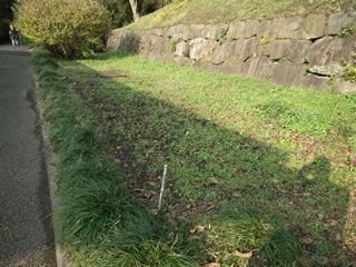 ヒマワリのスペース