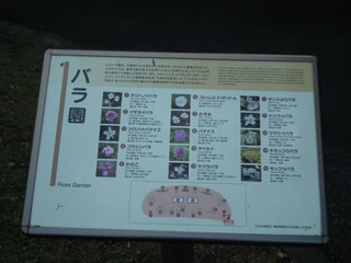 バラの島の手入れ