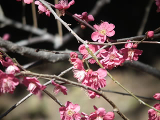 「梅林坂のうめ」