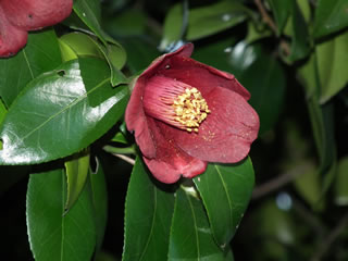 「ツバキ＝椿」