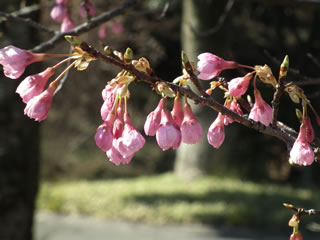 「バラの島と琉球寒緋桜」