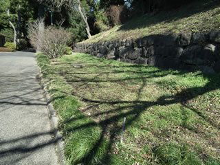 ヒマワリのスペース