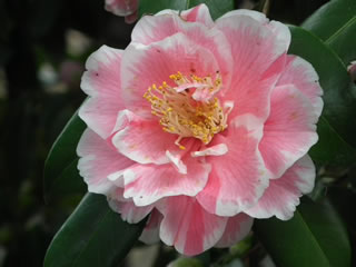 「ツバキ＝椿」