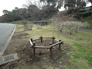 「バラの島と琉球寒緋桜」
