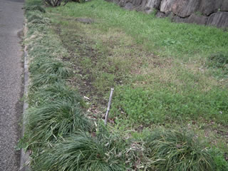 ヒマワリ・ヒイラギナンテン