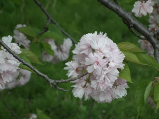 「サトザクラ、関山・東錦」