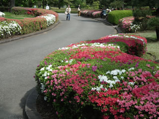 「ツツジ・諏訪の茶屋」